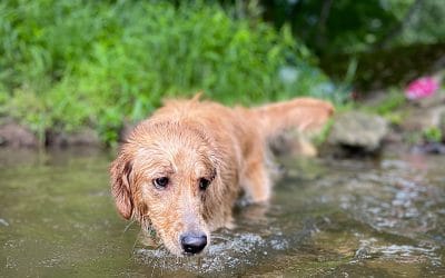 Planning a Thru-Ride on the Great Allegheny Passage and C&O Canal Trail: 5 Essential Tips